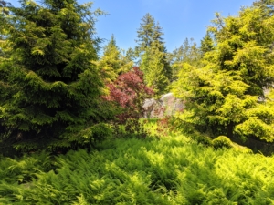The garden in the center of my circular driveway at Skylands is so lush this time of year. It is planted with hay-scented ferns, purple smoke bushes, and spruce trees, Picea orientalis ‘Skylands’. When I found this variety, I just had to get many to plant up here at MY Skylands.
