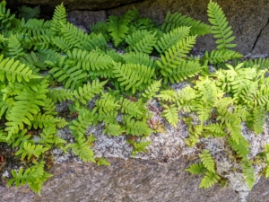 These little ferns are growing out of the side of the cliff walk. They're called common rockcap ferns - a native evergreen fern found in moist rocky areas.