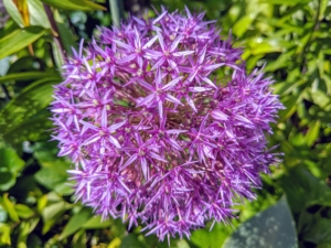 Alliums are also growing at Skylands. Allium species are herbaceous perennials with flowers produced on scapes. They grow from solitary or clustered bulbs and come in a broad palette of colors, heights, bloom times and flower forms. They will grow in most any soil, as long as it is well-drained. And they love sunlight and will perform best when planted in full sun.