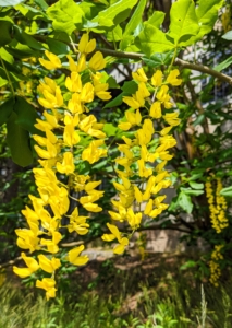 These are the flowers of the golden chain tree at the little chapel at Skylands. Laburnum, sometimes called golden rain or golden chain, is a genus of two species of small trees in the subfamily Faboideae of the pea family Fabaceae. It has golden-yellow flowers that grow 10 to 20 inches in length. but beware - all parts of the tree contain cytisine and are highly toxic to humans and pets.