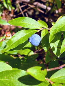 The wild blueberries here in Maine are some of the sweetest - and they're ready for picking.