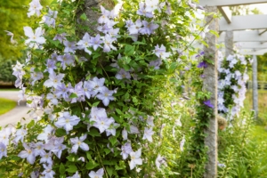 In early June, the granite posts are filled with gorgeous clematis flowers.