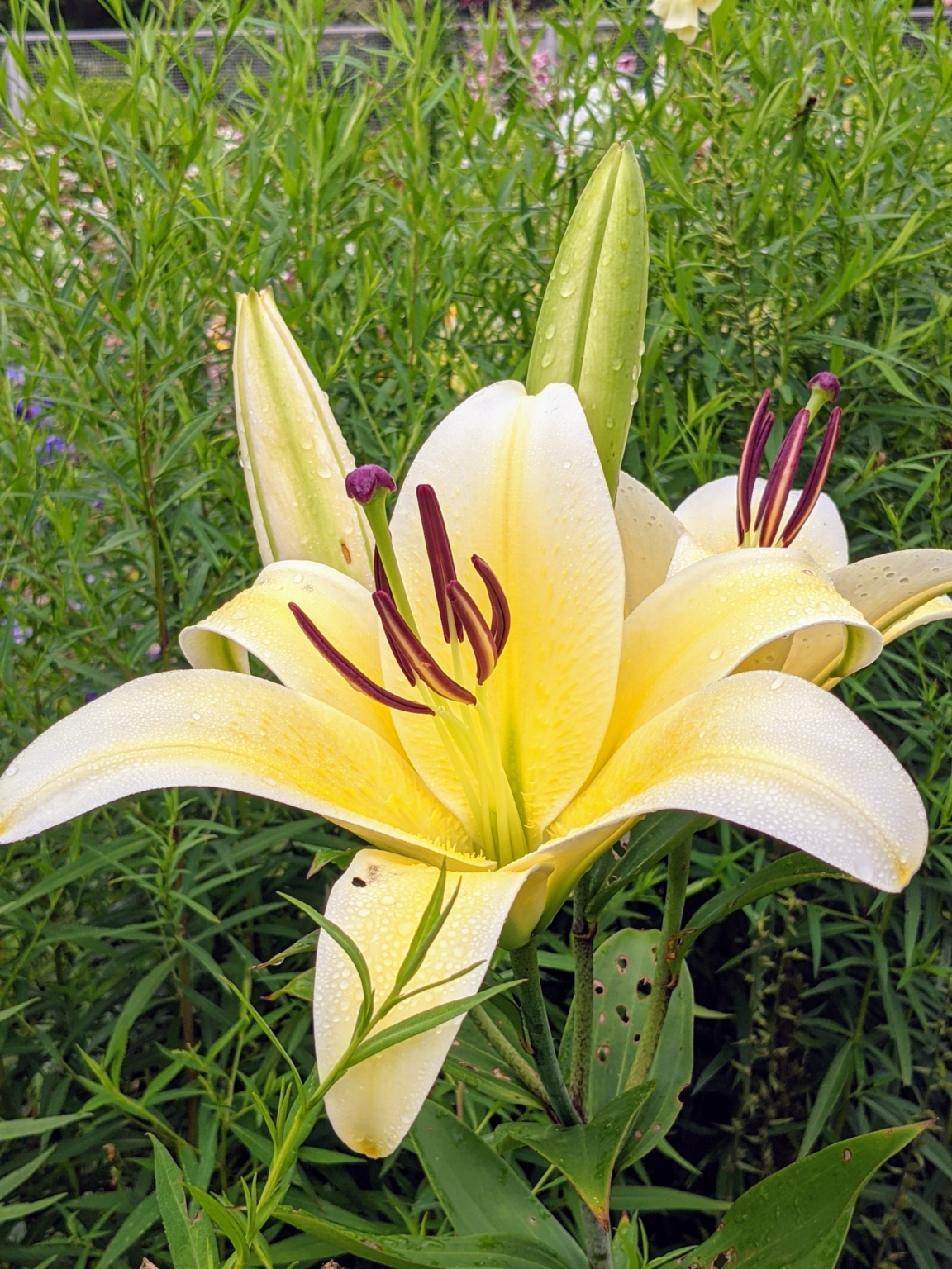 Lilies in the Garden The Martha Stewart Blog