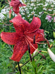 Many lilies smell stronger at night. This is because during the reproduction of lilies, pollen has to get inside the pistil, which usually happens at night and as an immediate response, the fragrance is released.