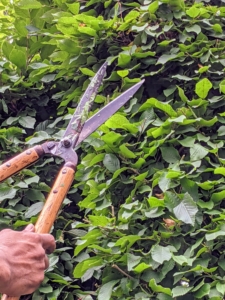 We trim the hornbeams every year around this time. Pasang keeps the shears close to shoulder level. This allows the best control. He also holds the shears closer to the base of the blades.
