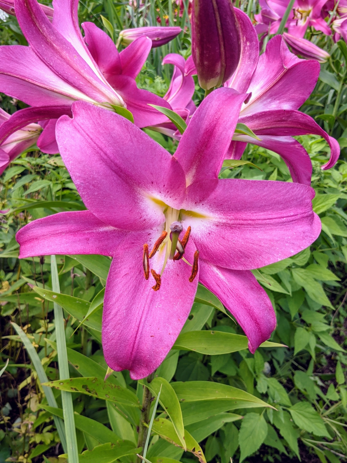 Lilies in the Garden The Martha Stewart Blog