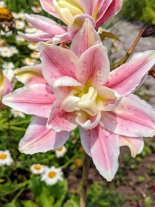 Rose lilies are lush, double-flowered, gorgeous blooms. Their layered blooms are pollen-free and their aroma is pleasantly light.