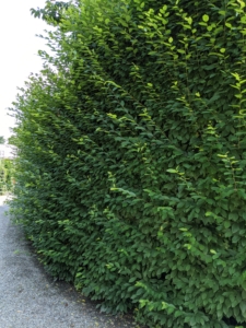 From this angle it is easy to see all the growth from the past year. We trim these hornbeams annually. If left unpruned, hedges start to look tatty and lose their desired shape.