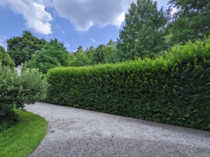 It is quite pretty in this location, but it also serves as a good privacy barrier from the road. The top and upper sides of a hedge are exposed to lots of light, so they grow more vigorously.