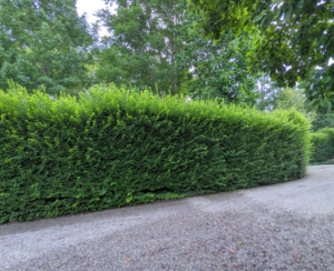 Next on our long list of pruning projects is to prune the hornbeam hedge along the back of the Summer House and the Winter House. This is a European hornbeam hedge, Carpinus betulus. Because it is planted on a gradual slope, it needs to be pruned using a step method.