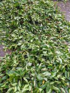And looking down, here are all the clippings ready to be raked and taken to the compost pile.