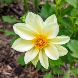 This dahlia is creamy yellow with a bold yellow center – a lovely and perfectly formed bloom.