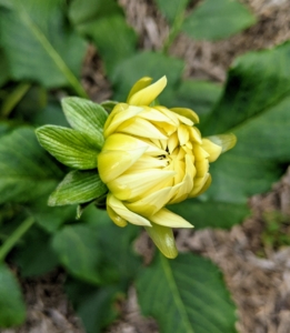 This dahlia bud is just about to open. When the flowers grow, they emerge small and pale green at first. And gradually they get larger and more detailed.