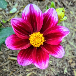This dahlia is named ‘Bashful’ with its dark burgundy petals, hot pink tips, and golden stamens in the center of the flower. The three-inch flower blooms on a plant that grows to two-and-a-half feet by the end of the season. This is a great dahlia for bedding, containers, and cut flowers.