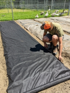 In late May, the season’s designated tomato beds are covered in black weed cloth to cut down on some of the laborious weeding in the garden. We planted our tomatoes in the back of the garden this year – always as part of our crop rotation practice.