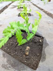 Our tomato plants are always started from seed over the winter and then transplanted in the ground as soon as daytime temperatures are consistently above 65-degrees Fahrenheit. Two-thirds of the plant should be underground, meaning all but the two top most leaf sets should be buried. Planting deeply helps the plant to develop more roots, and more roots mean more ability to take up water and nutrients. If the seedling is already too tall and wobbly, dig a trench instead of a hole and lay the plant on its side. The stronger root system also helps the plant better survive the hot weather. This applies to tomatoes planted in the ground, in a raised bed or in a container.