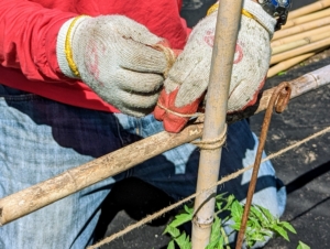 And then secures them with jute twine. Chhiring secures twine at each joint, so it is tight and strong enough to hold the fruit laden vines. Securing the tomato plants is a time consuming process, but very crucial to good plant growth and performance.