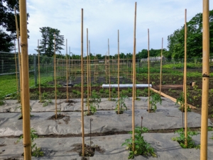 Chhiring places one eight-foot stake every couple of feet along the center of the tomato beds. And each one is about eight to 10-inches deep. The important thing is to place them deep enough, so they remain secure for the duration of the season.