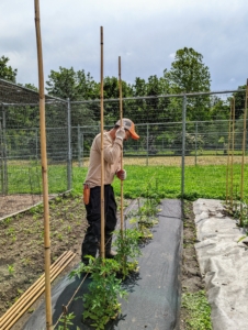 This year, I came up with the idea to make straight supports down each aisle - with no netting, just bamboo. The first step is to pound the stakes into the ground, so all are the same height along the bed.