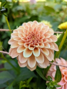 Pompon dahlias yield masses of intricate, fully double blooms measuring up to two-and-a-half inches across. This dahlia is a pretty light salmon color.