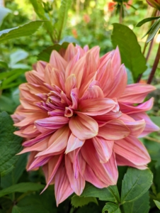 Dahlias thrive in rich, well-drained soil with a pH level of 6.5 to 7.0 and slightly acidic.