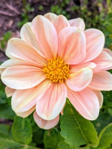 Dahlias are very attractive to bees and hummingbirds.