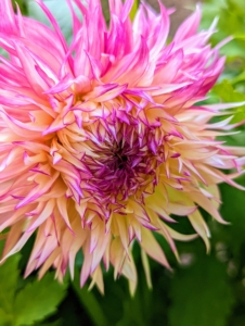 Here is an elegant dahlia which produces large blossoms with fully double, slender, deep pink petals with creamy throats that produce a frilled effect-hence the name Fimbriata meaning frilly.