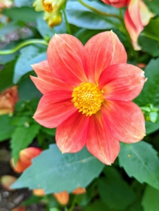 Currently, there are about 42 species of dahlia, with hybrids commonly grown as garden plants. A member of the Asteraceae family of dicotyledonous plants, some of its relatives include the sunflower, daisy, chrysanthemum, and zinnia.