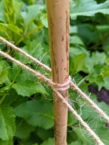 Dahlia plants have slender erect stems which are not always capable of holding up the large flowers, so they must be well-supported. This year we used bamboo stakes and jute twine. The twine is looped around the bamboo, so the flower stems can grow between the strands.