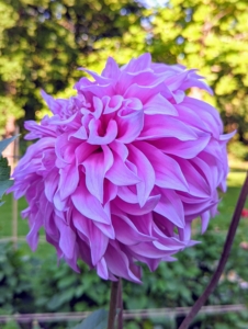 The genus Dahlia is native to the high plains of Mexico. Some species can be found in Guatemala, Honduras, Nicaragua, El Salvador & Costa Rica as well as parts of South America where it was introduced. This lavender-pink dahlia also has frilled petals.