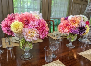 Many of you often These gorgeous flowers were used for a recent photo shoot. The color combinations look so pretty in these glass vessels. When arranging, always strip off all the leaves that would be below the water line in the vase. This is true for all flower arrangements, not just dahlias. When leaves stay underwater, they decay and release bacteria that shorten the vase life of the flowers. And change the water daily so they look fresh and last longer. These dahlias should last through the holiday weekend.