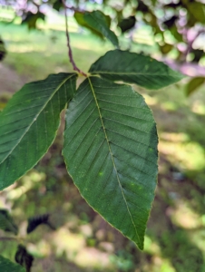 While many of the leaves still looked diseased, new growth showed green, smooth, healthy leaves. The trees were doing better, but the soil still needed some more nutrients. The soil tests showed a low CEC, or Cation exchange capacity, a property of soil that describes its capacity to supply nutrients for plant uptake.