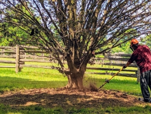 Using the AirSpade, Rocky clears the area around the tree's base. The trunk base, where it widens, is called the root flare or root collar or root crown. This is a key area on any tree. The rule of thumb when planting trees is to be sure the tree is "bare to the flare."
