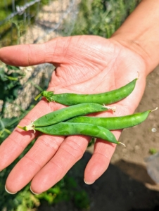 In one garden along the fence we have lots of peas – one section for shelling peas, which need to be removed from their pods before eating, and another for edible pods, which can be eaten whole, such as our snap peas. They are best grown on supports to keep them off the ground and away from pests and diseases.