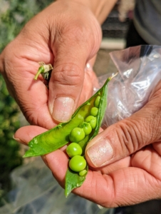 By early July every year, these peas are plump, and ready to be picked. The pea, Pisum sativum, is an annual herbaceous legume in the family Fabaceae. The pods can range in size from four to 15-centimeters long and about one-and-a-half to two-and-a-half centimeters wide. Each pod contains between two and 10-peas.