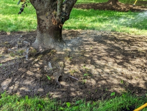 Freddy sprays the fertilizer generously around each tree. We're also expecting some rain this week which will hopefully help the tree roots absorb the new nutrients.