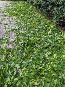 It doesn’t take long for the ground to fill with clippings – and this is just from the front of the hedge.