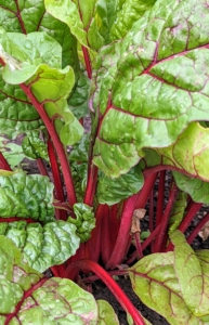 Swiss chard is a leafy green vegetable often used in Mediterranean cooking. The leaf stalks are large and vary in color, usually white, yellow, or red. The leaf blade can be green or reddish in color. This year, the Swiss chard is near the front entrance of this garden.
