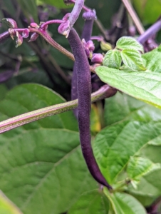 We've already harvested many beans. Bush beans are second only to tomatoes as the most popular vegetables in home gardens. Bush beans, or snap beans, are eaten when the seeds are small. They are also called string beans because of a fibrous string running the length of the pod, but most varieties grown now do not have that fibrous string. Purple beans are so pretty – violet-purple outside and bright green inside with great flavor.
