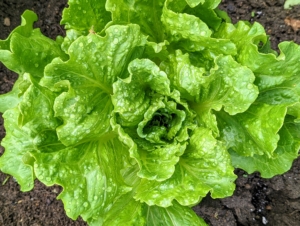 We're always growing lettuce. Lettuce, Lactuca sativa, is a cultivated plant of the daisy family, Asteraceae. Lettuce is a fairly hardy, cool-weather vegetable that thrives when the average daily temperature is between 60 and 70-degrees Fahrenheit. We always grow several varieties.
