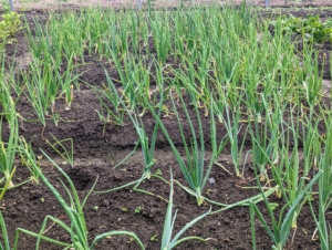 The onions look wonderful too. We planted a lot of white, yellow and red onions. Onions are harvested later in the summer when the underground bulbs are mature and flavorful. I always look forward to the onion harvest!