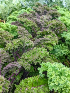 Look at our bed of kale - very pretty with ruffled leaves and a purple-green color. One cup of chopped kale has 134-percent of the recommended daily intake of vitamin-C – that’s more than a medium orange, which only has 113-percent of the daily C requirement.