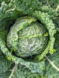 Our cabbages are growing nicely. To get the best health benefits from cabbage, it’s good to include all three varieties into the diet – Savoy, red, and green. Savoy cabbage leaves are ruffled and a bit yellowish in color.