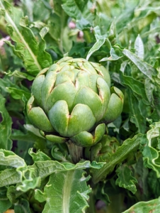 See how it grows on its stem? When harvesting, always use sharp pruners and carefully cut them from the plant leaving an inch or two of stem. Artichokes have very good keeping qualities and can remain fresh for at least a week.