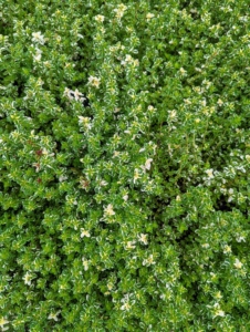 Our herbs are planted in the center of the garden. Thyme is an herb whose small leaves grow on clusters of thin stems. It is a Mediterranean herb with dietary, medicinal, and ornamental uses. Fragrant variegated thyme is green with white leaves. It is delicious with fish or poultry and imparts a lemony flavor.