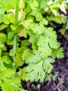 There is also a lot of fresh and fragrant cilantro. Often known in the United Kingdom as coriander, cilantro comes from the plant Coriandrum sativum. In the United States, the leaves of the plant are referred to as cilantro and the seeds are called coriander. Cilantro is also commonly known as Chinese parsley.