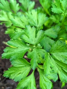 Also always growing here - parsley. This will find its way into my morning green juice. Parsley is rich in vitamins K, C, and other antioxidants. It has a bright, herbaceous, and slightly bitter taste.