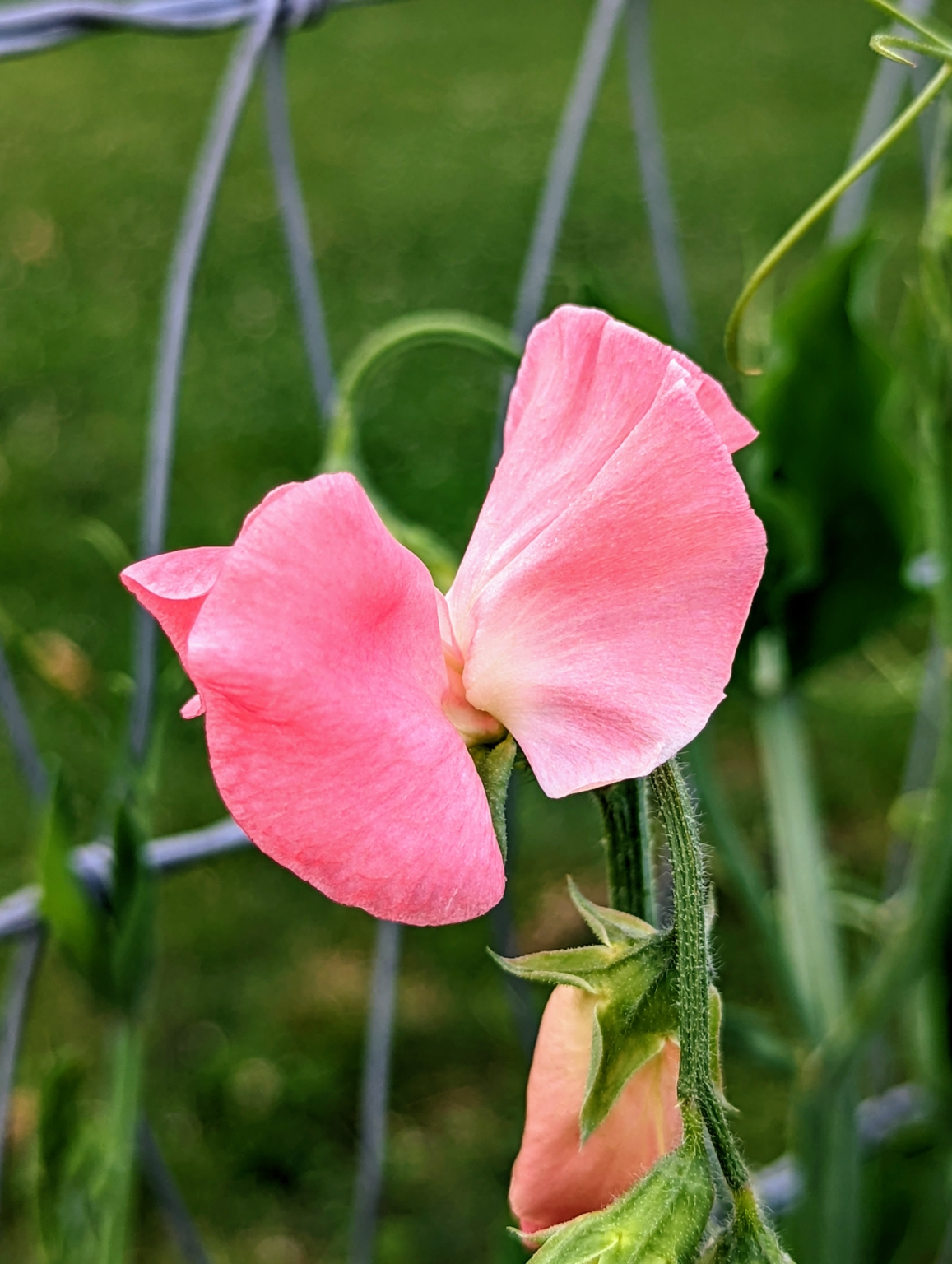 Picking Colorful and Fragrant Sweet Peas - The Martha Stewart Blog