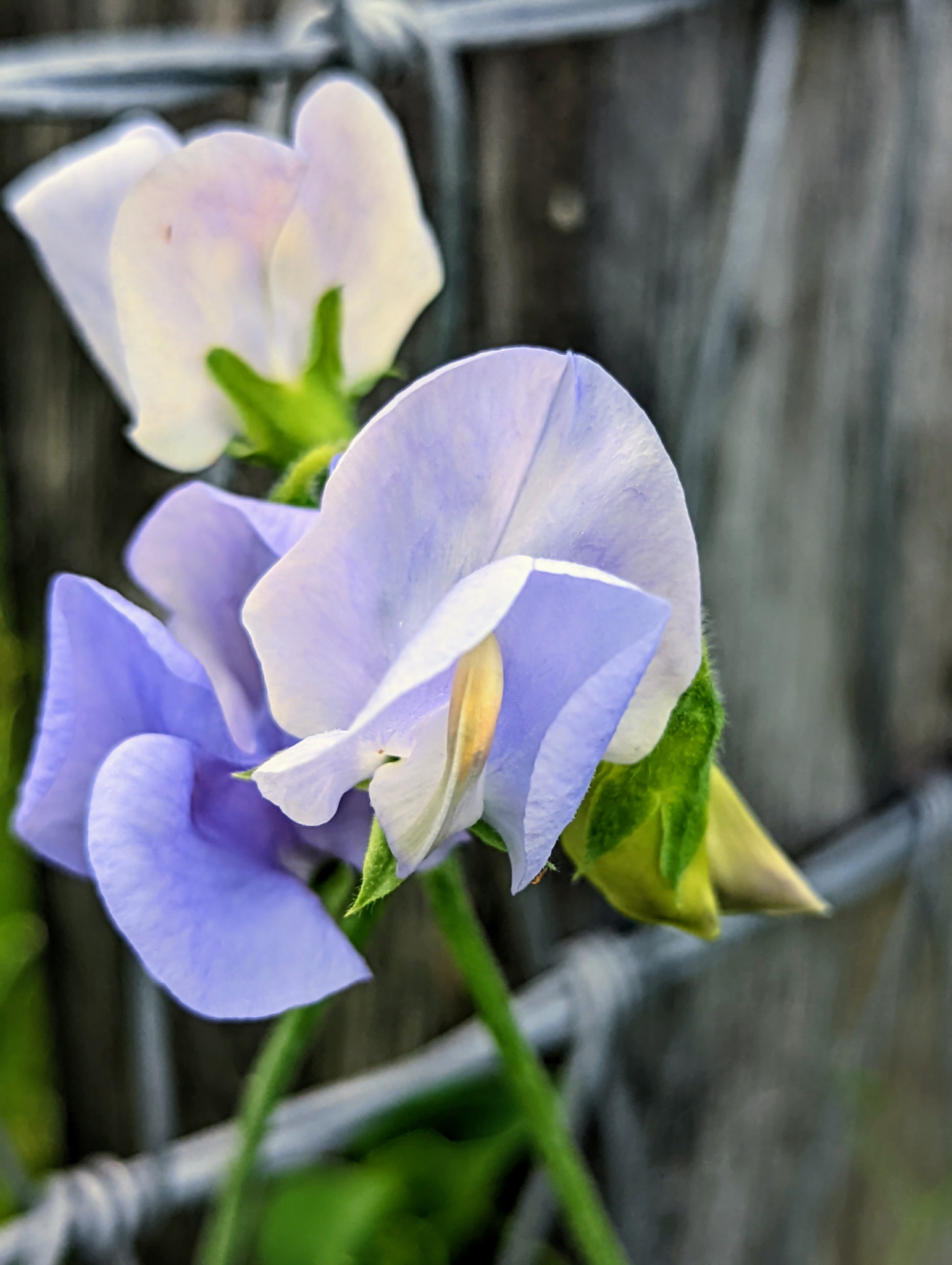 Picking Colorful and Fragrant Sweet Peas - The Martha Stewart Blog