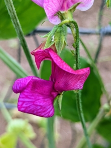 To keep the vine productive, it’s a good idea to cut flowers frequently and remove the faded blossoms. Some varieties tolerate heat better than others, so check the seed packets carefully when planting.